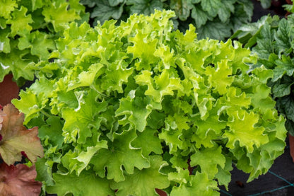 Heuchera 'Rex Lime' ® (Purpurglöckchen)