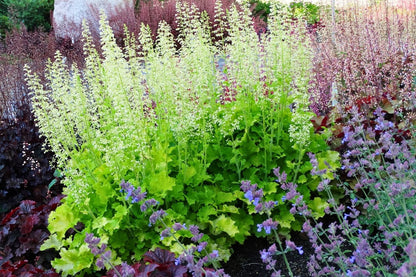 Heuchera 'Rex Lime' ® (Purpurglöckchen)