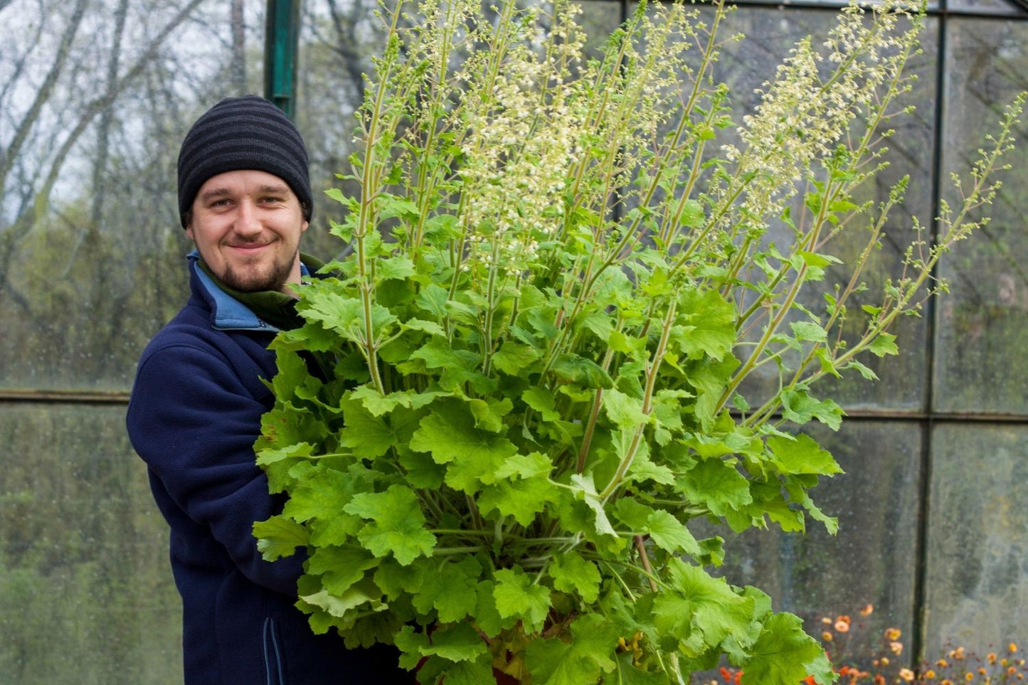 Heuchera 'Rex Lime' ® (Purpurglöckchen)