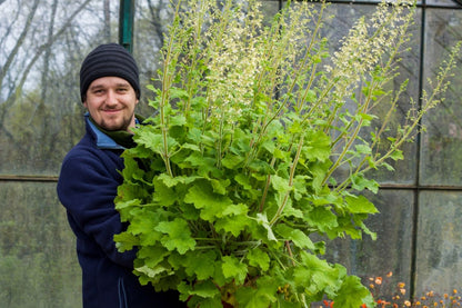 Heuchera 'Rex Lime' ® (Purpurglöckchen)