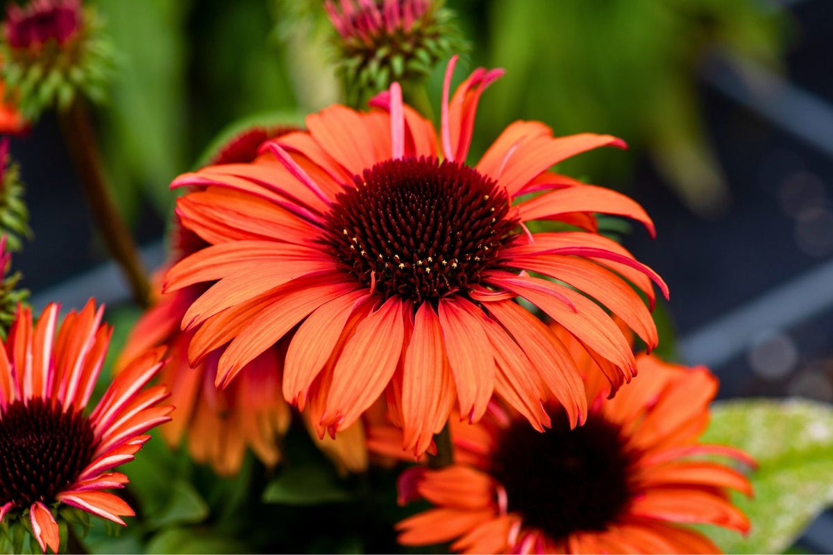 Echinacea 'Meditation Orange' ® Scheinsonnenhut