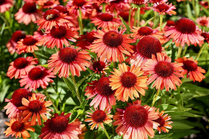 Echinacea 'Meditation Orange' ® (Scheinsonnenhut)