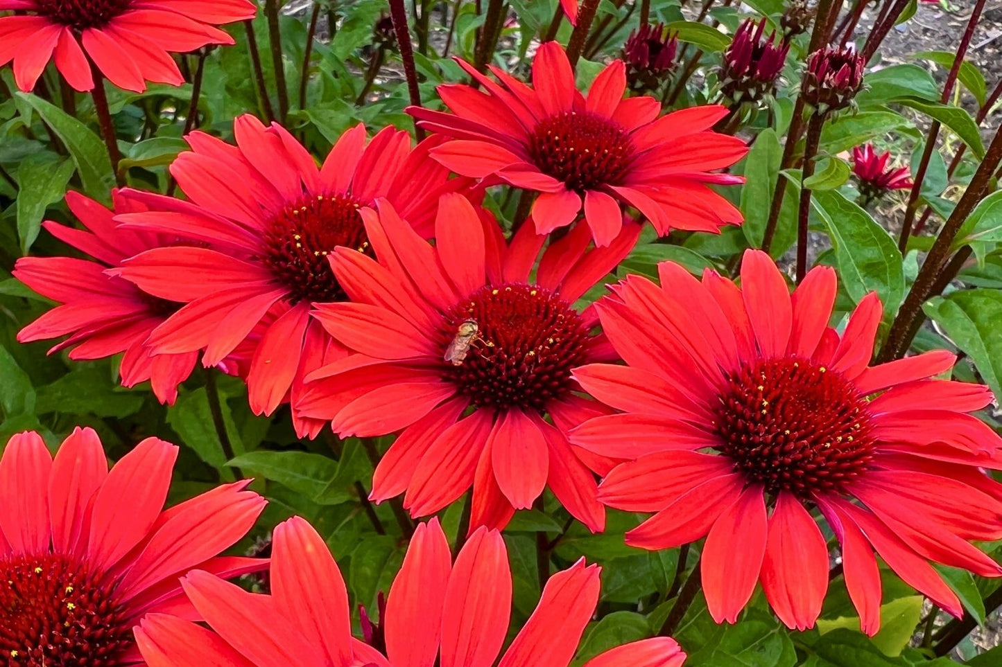 Echinacea purpurea 'Panama Red' Scheinsonnenhut