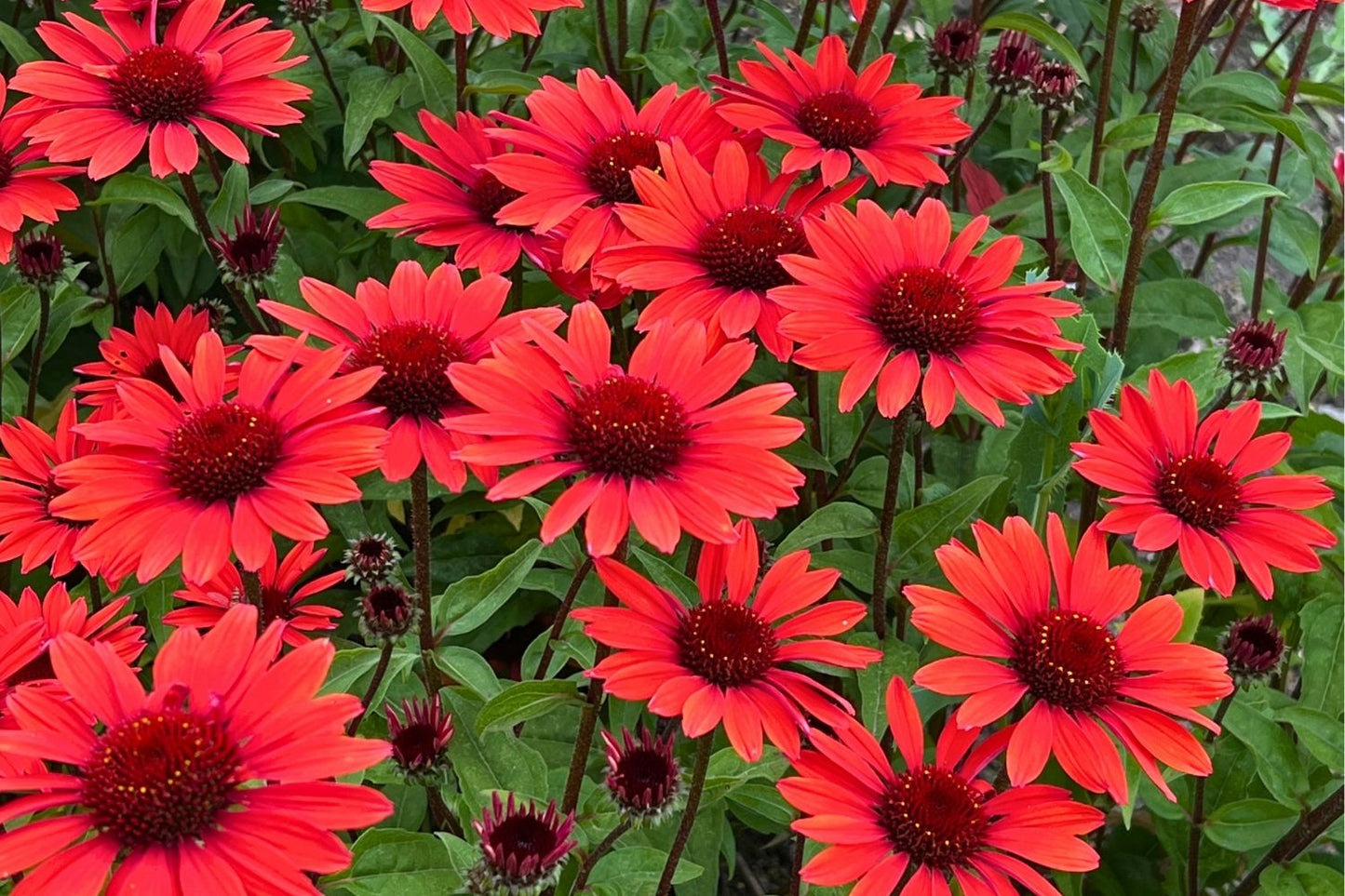 Echinacea purpurea 'Panama Red' (Scheinsonnenhut)