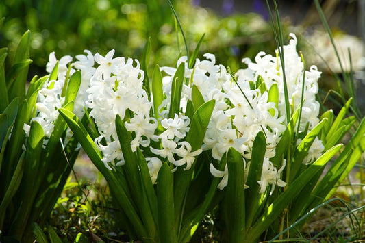 Hyacinthus multiflora Weiß Hyazinthe