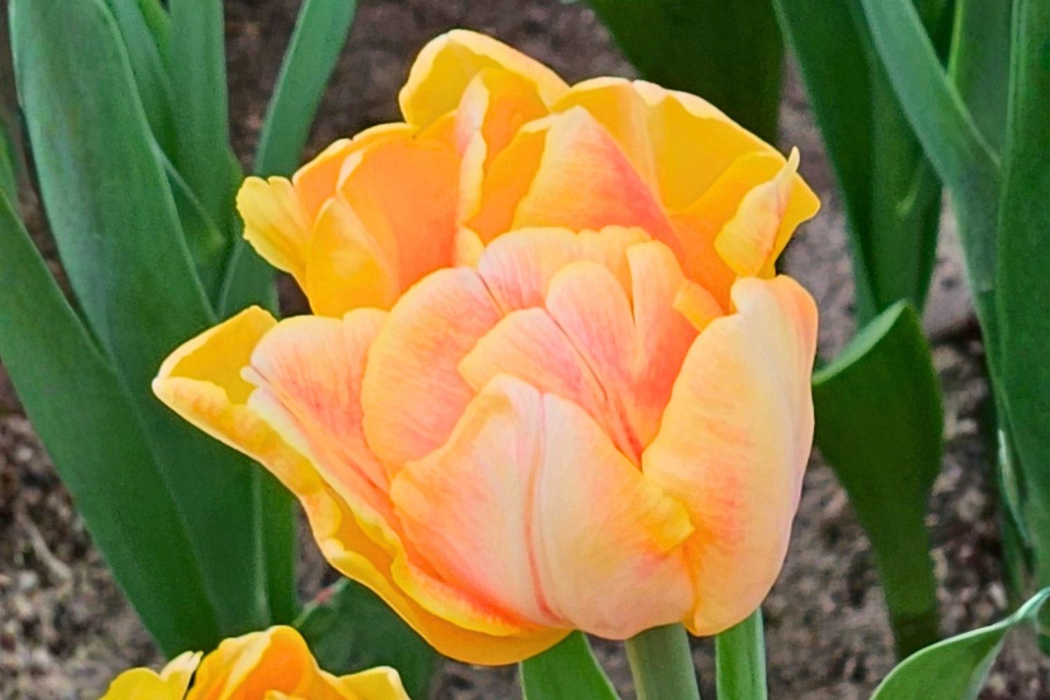 Tulipa 'Foxy Foxtrot' Pfingstrosen-Tulpe