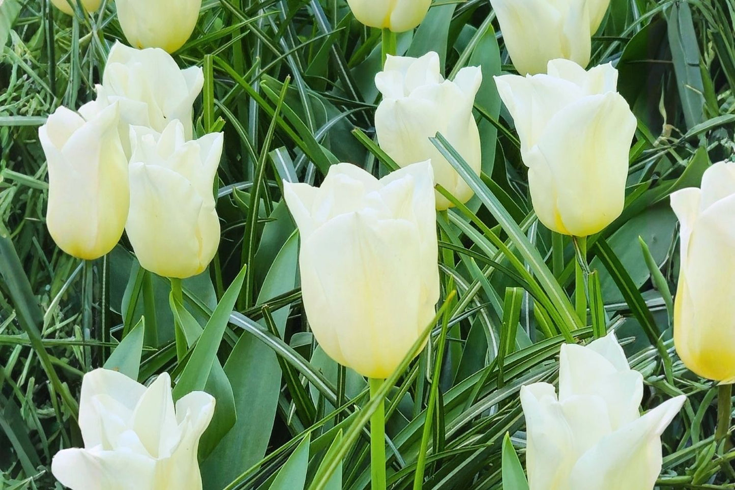 Tulipa 'Agrass White' Triumph-Tulpe
