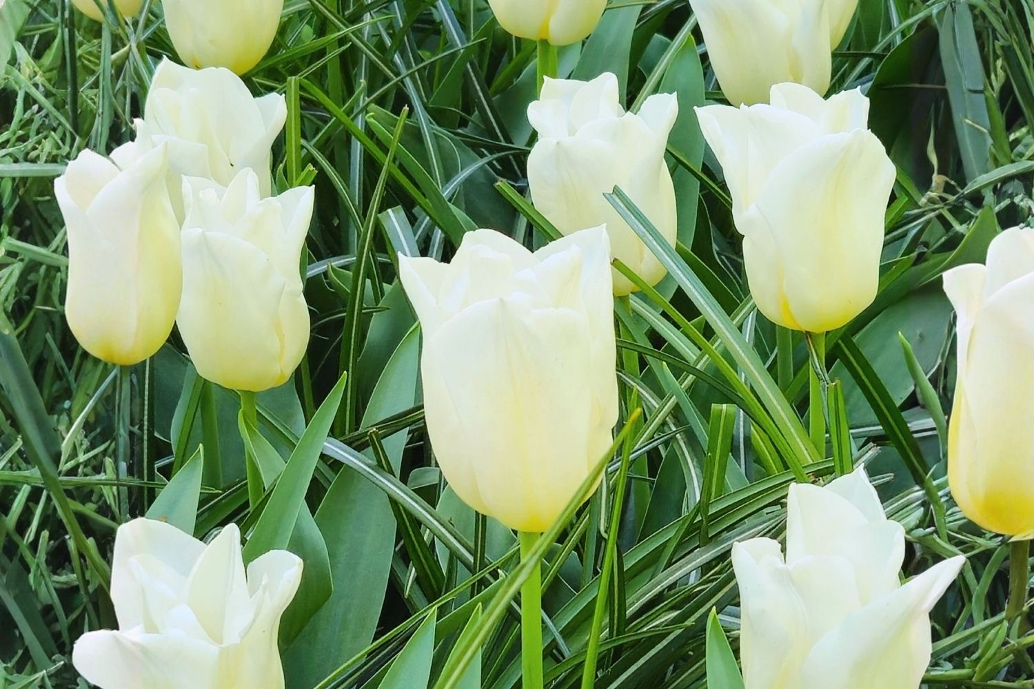 Tulipa 'Agrass White' Triumph-Tulpe
