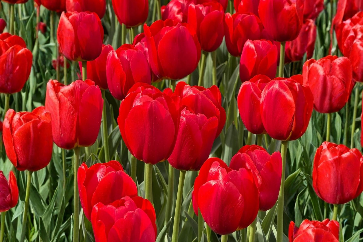 Tulipa 'Seadov' Triumph-Tulpe