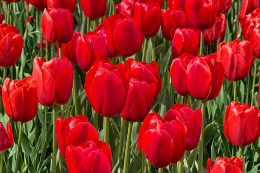 Tulipa 'Seadov' Triumph-Tulpe
