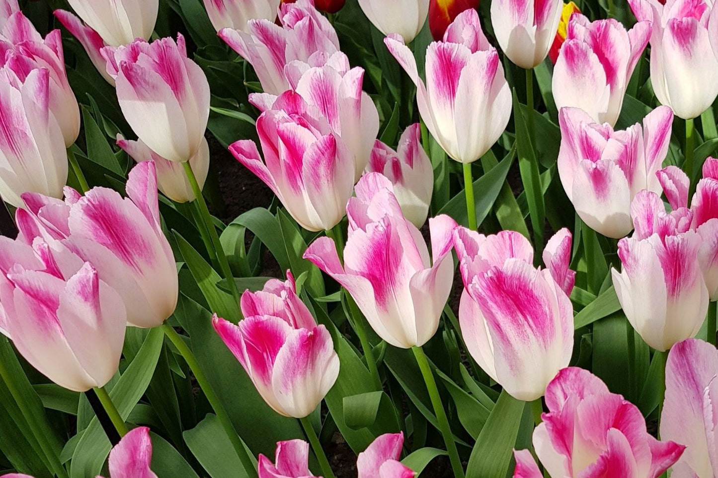 Tulipa 'Whispering Dream' Triumph-Tulpe