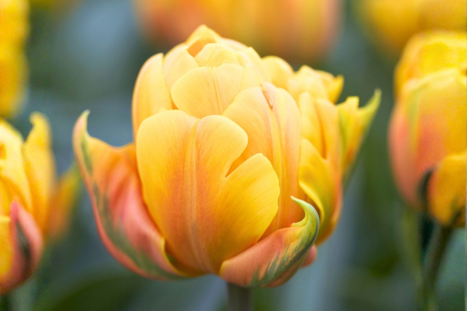 Tulipa 'Freeman' Gefüllte späte Tulpe