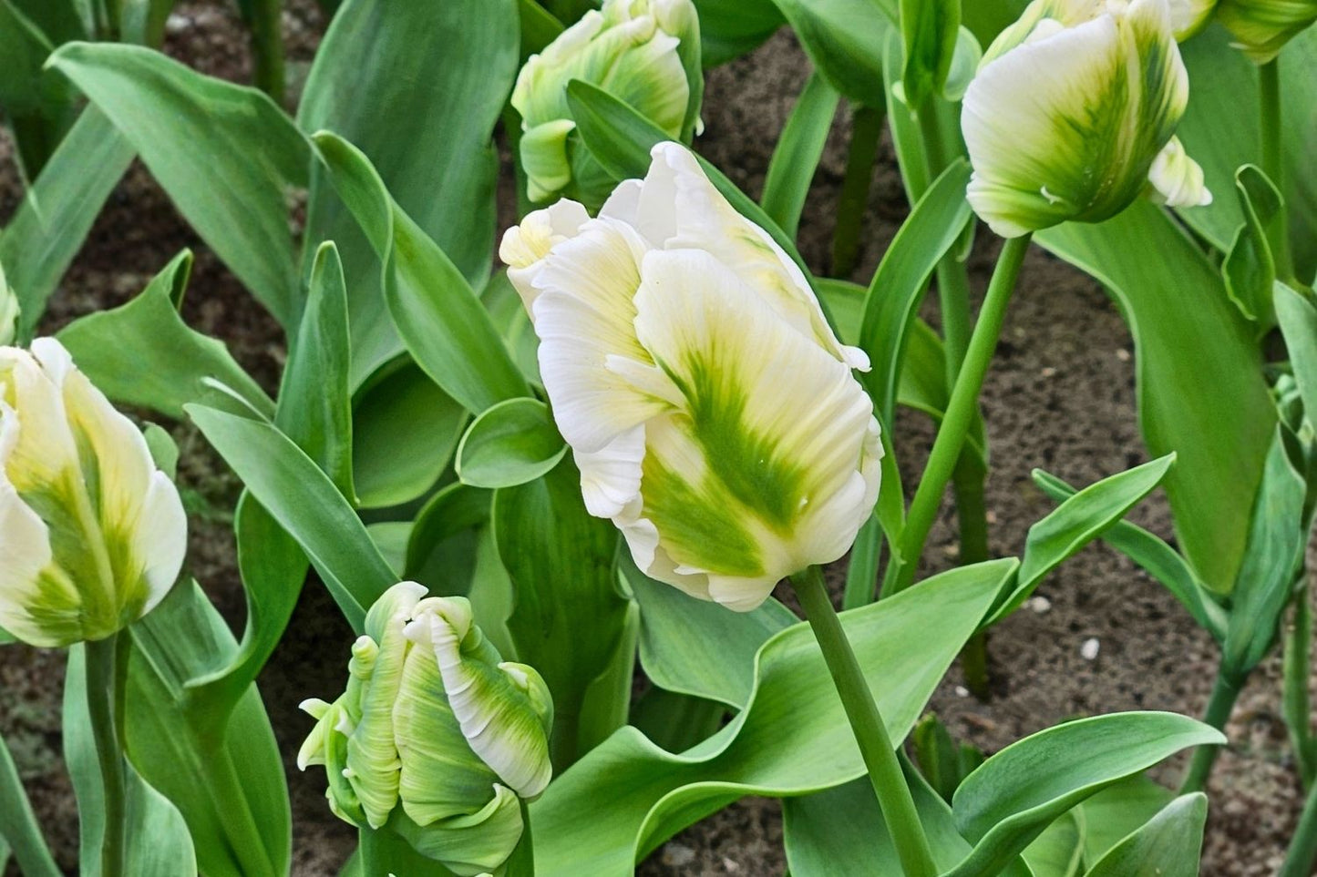 Tulipa 'Super Parrot' Papageientulpe