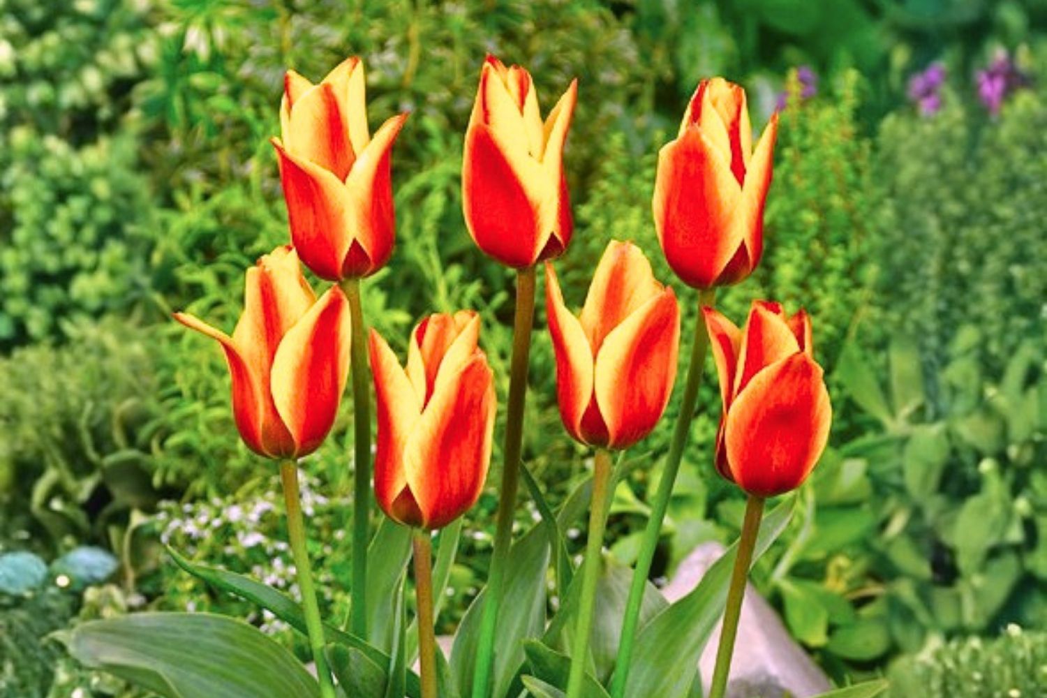 Tulipa greigii 'Cape Cod' Greig-Tulpe
