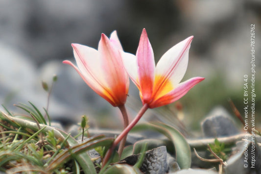 Tulipa cretica 'Hilde' Kretische Tulpe