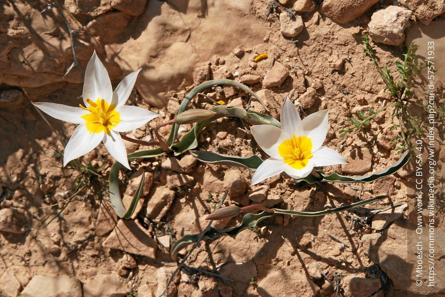 Tulipa polychroma Mehrfarbige Tulpe