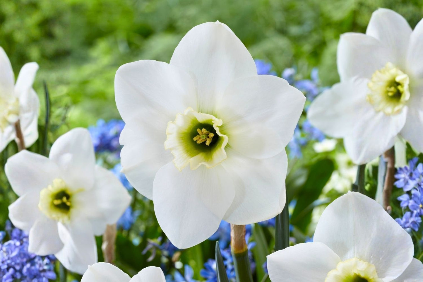 Narcissus 'Emerald Green' Großkronige Narzisse