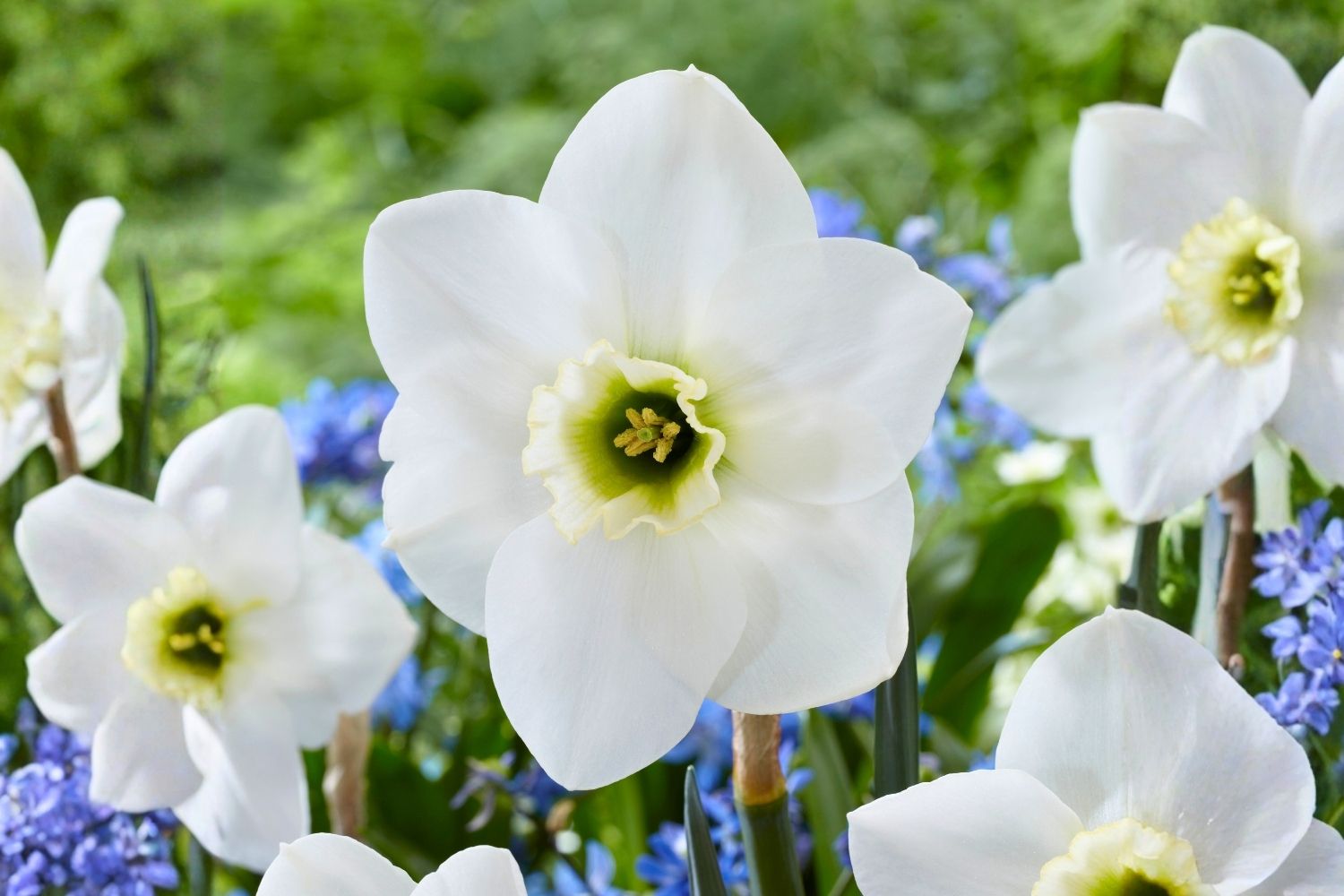 Narcissus 'Emerald Green' Großkronige Narzisse