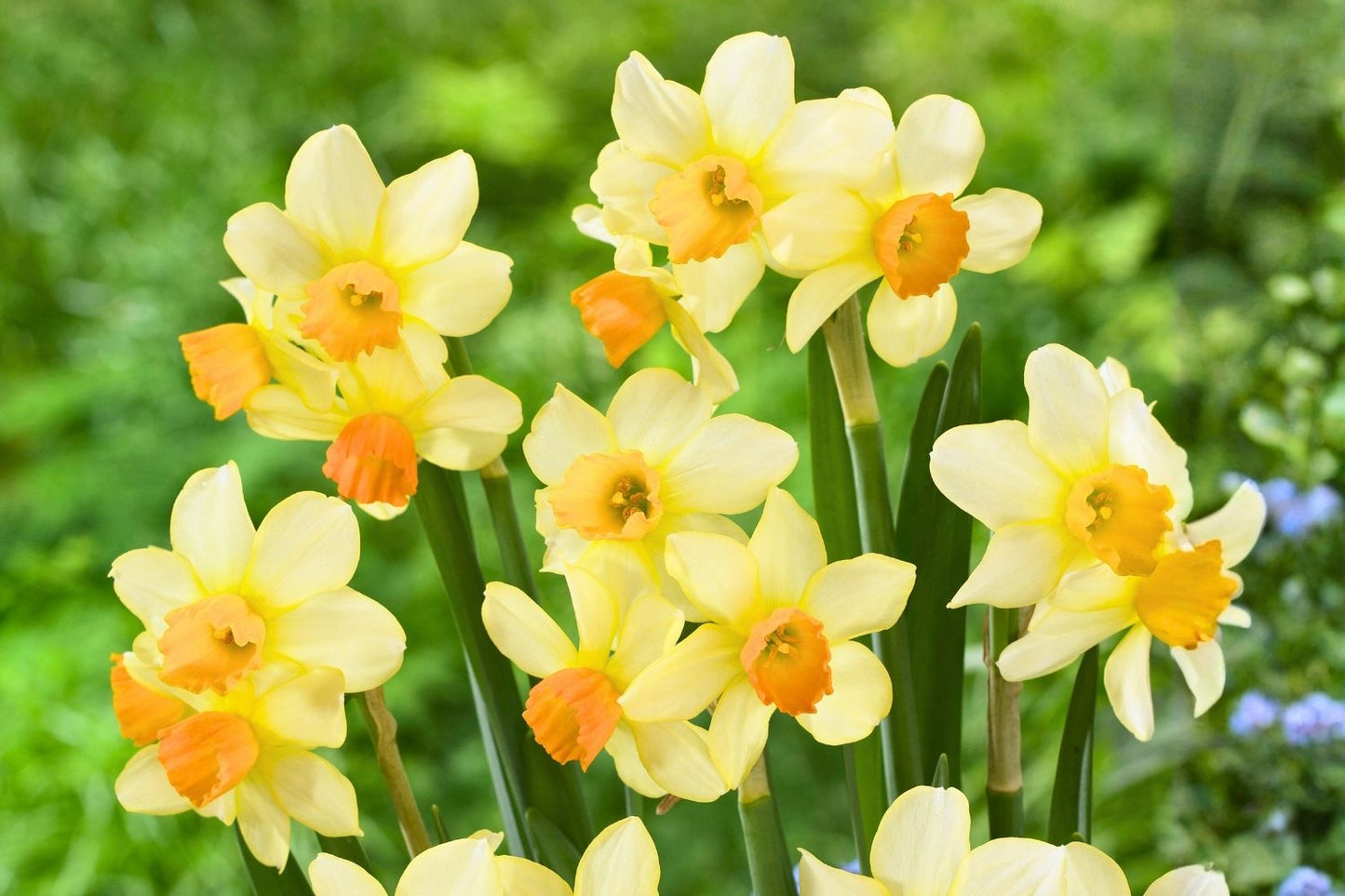 Narcissus cyclamineus 'Spring Sunshine' Alpenveilchen-Narzisse