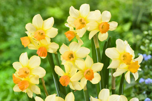 Narcissus cyclamineus 'Spring Sunshine' Alpenveilchen-Narzisse