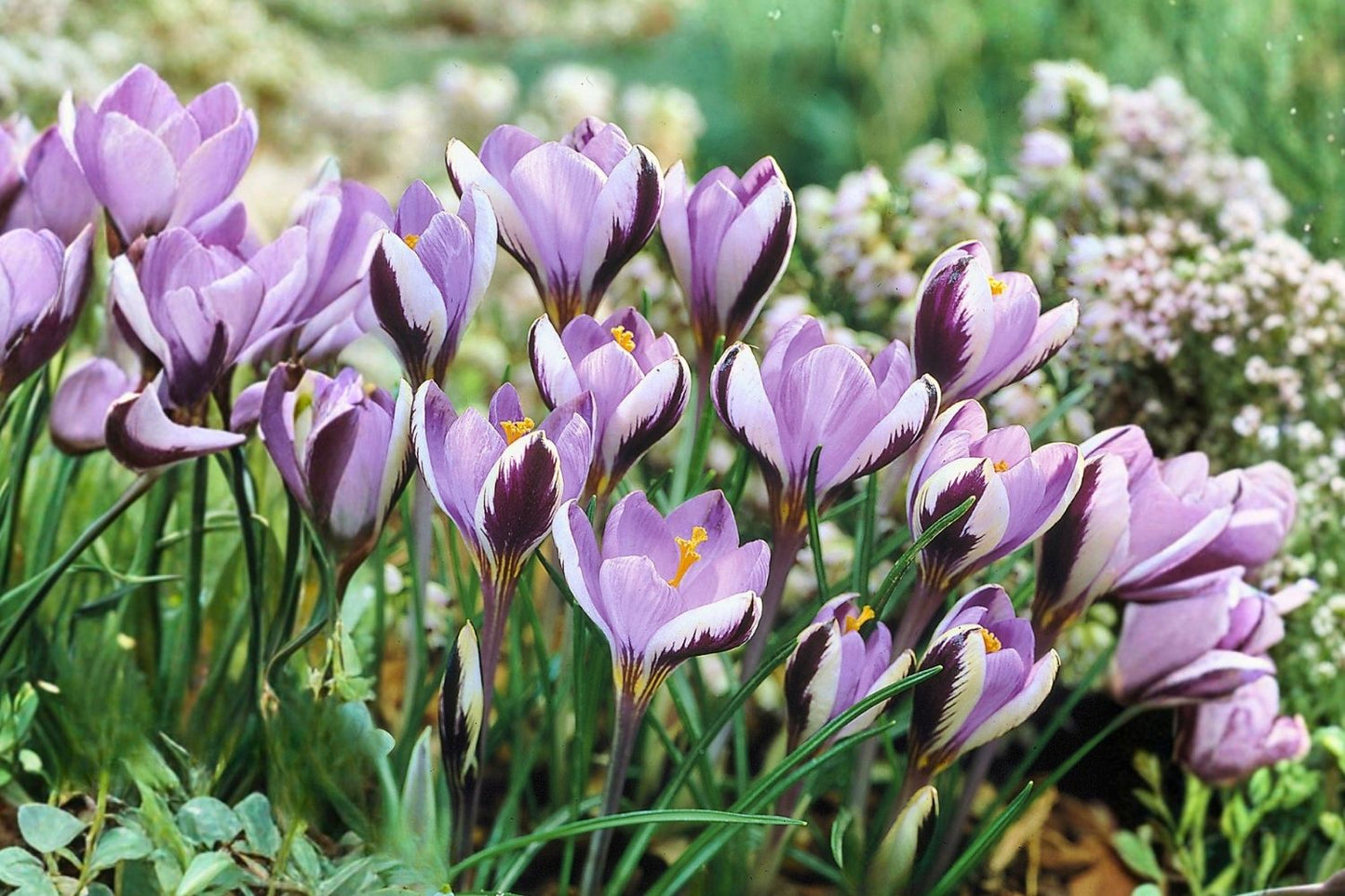 Crocus minimus Kleinster Krokus