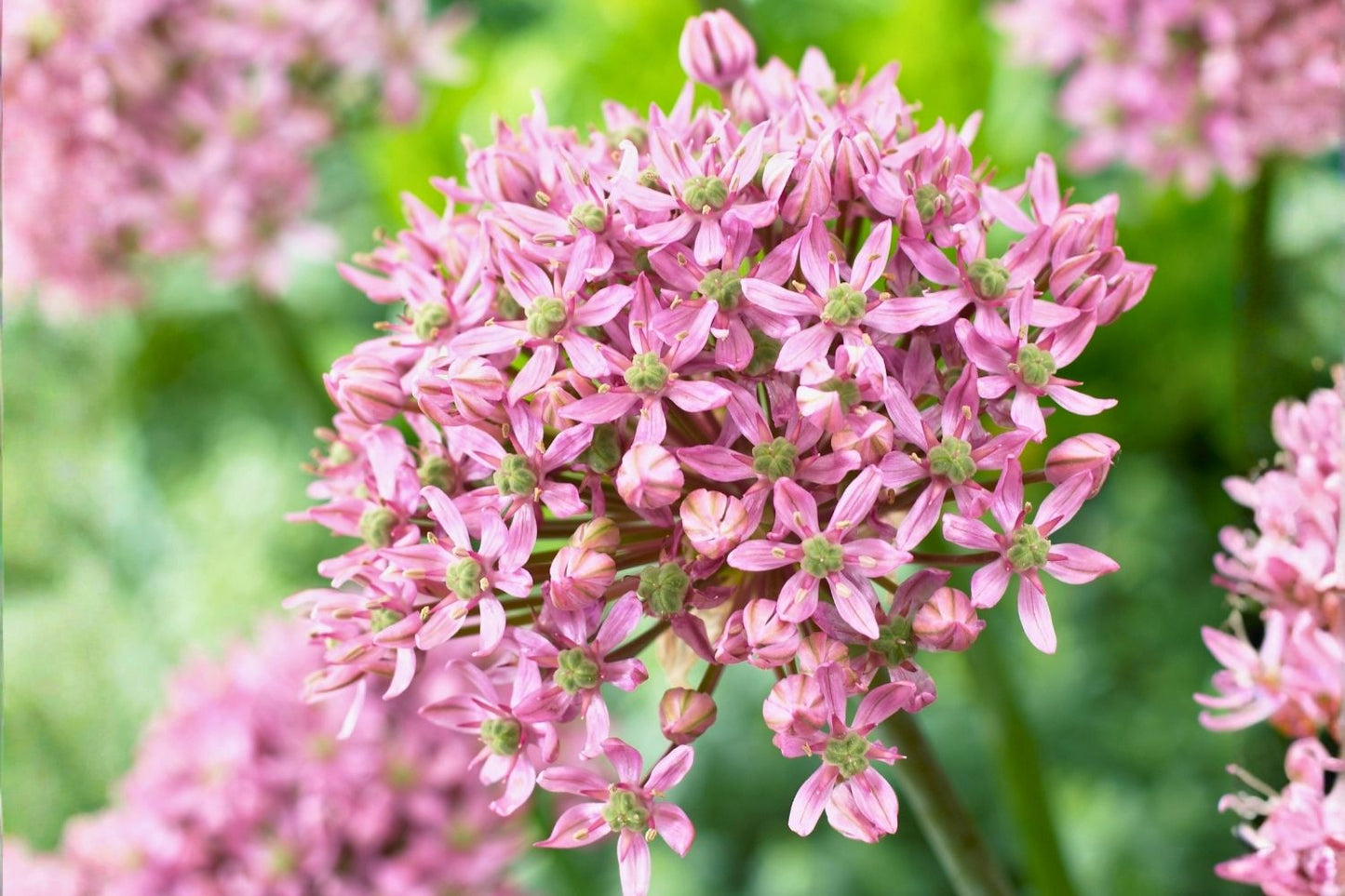 Allium nigrum 'Pink Jewel' Zierlauch