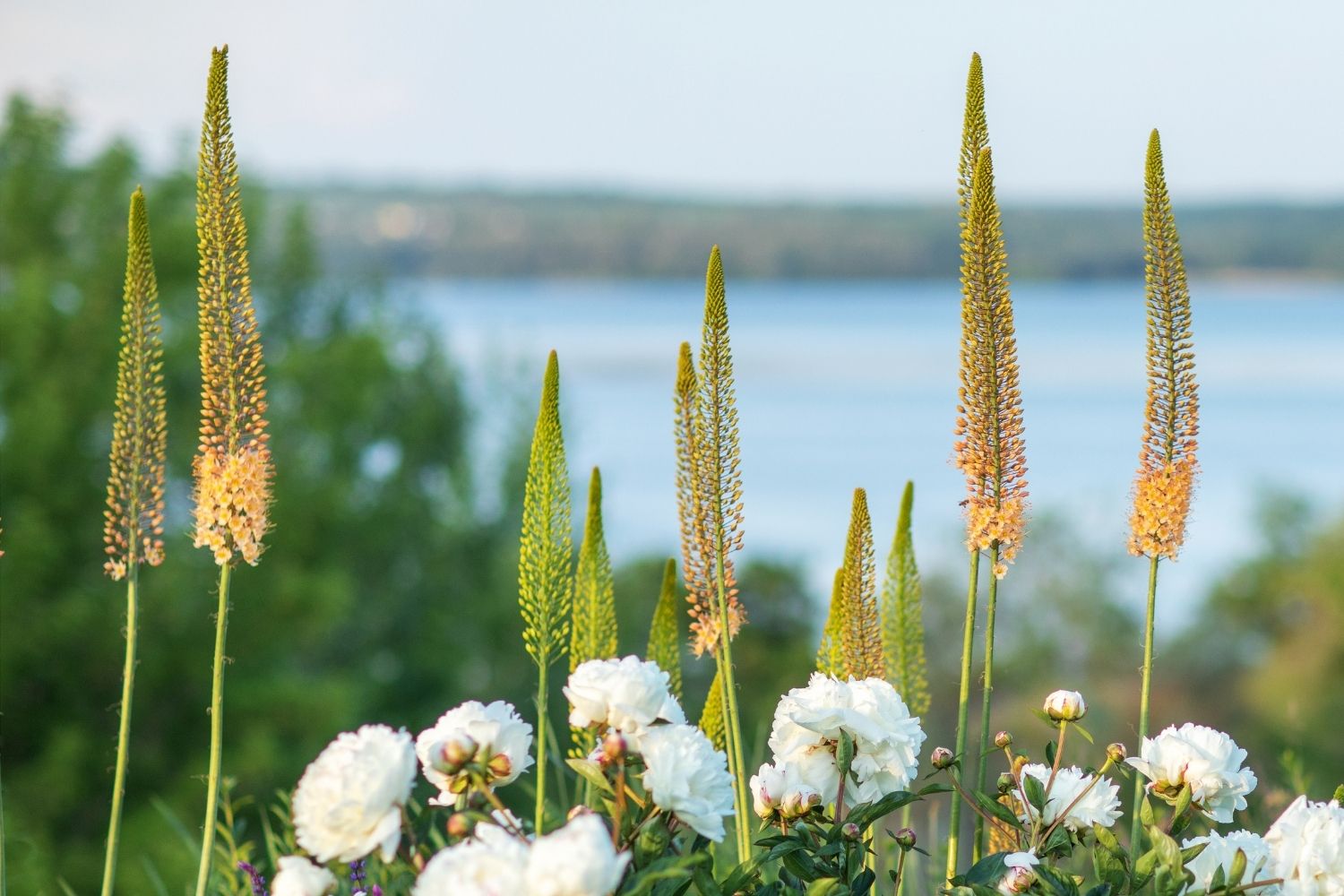 Eremurus Ruiter-Hybride 'Cleopatra' Steppenkerze