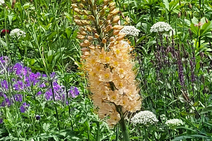 Eremurus Ruiter-Hybride 'Cleopatra' (Steppenkerze)