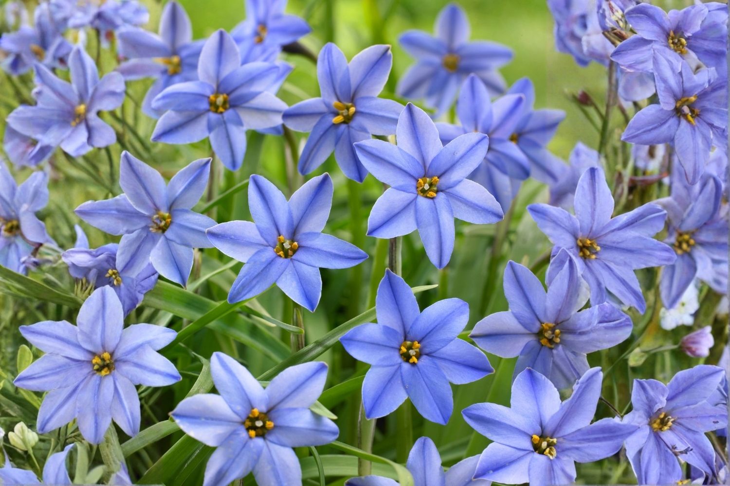 Ipheion uniflorum 'Jessie' Frühlingsstern  I  Andenknoblauch