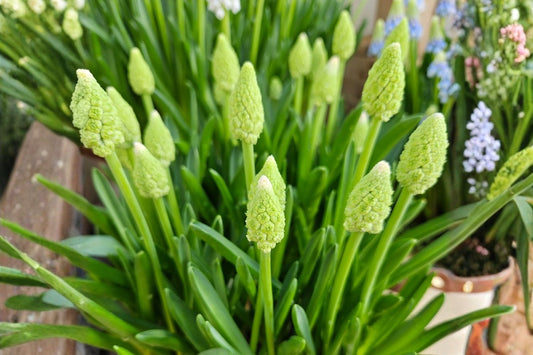 Muscari 'Lady Madonna' Traubenhyazinthe