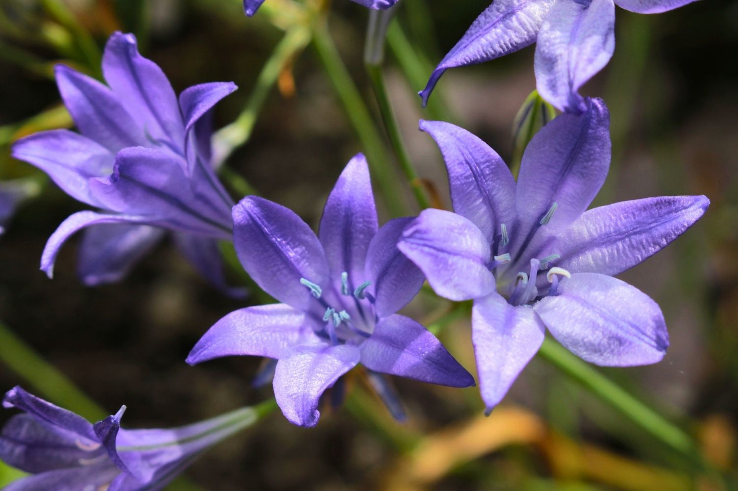 Triteleia 'Königin Fabiola' Frühlingsstern