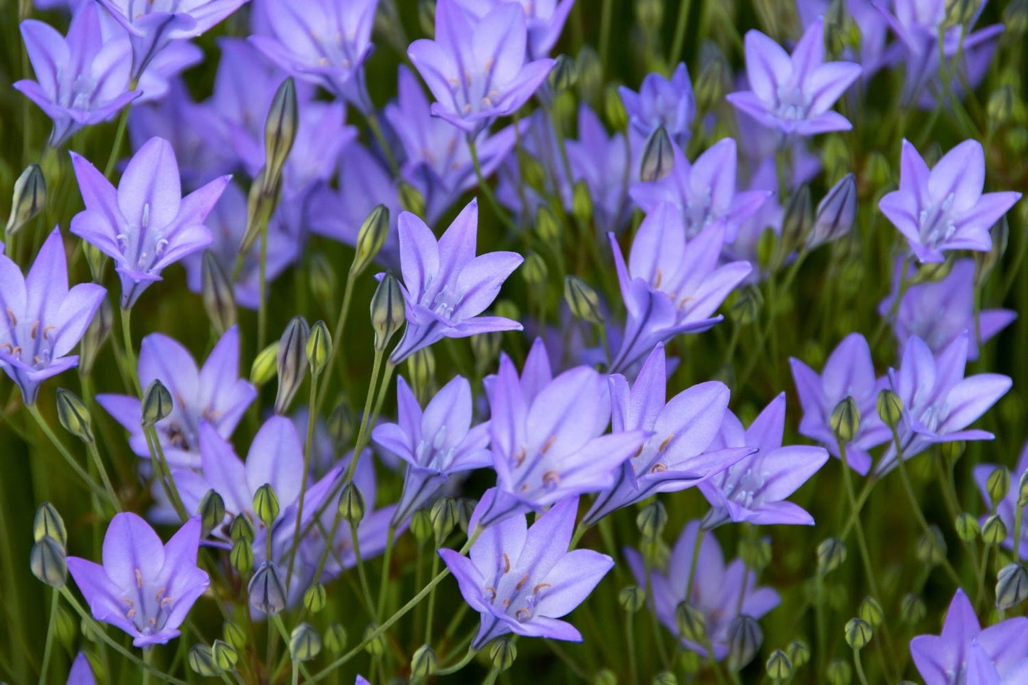 Triteleia 'Königin Fabiola' (Frühlingsstern)