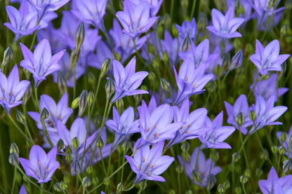 Triteleia 'Königin Fabiola' (Frühlingsstern)