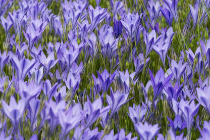 Triteleia 'Königin Fabiola' (Frühlingsstern)