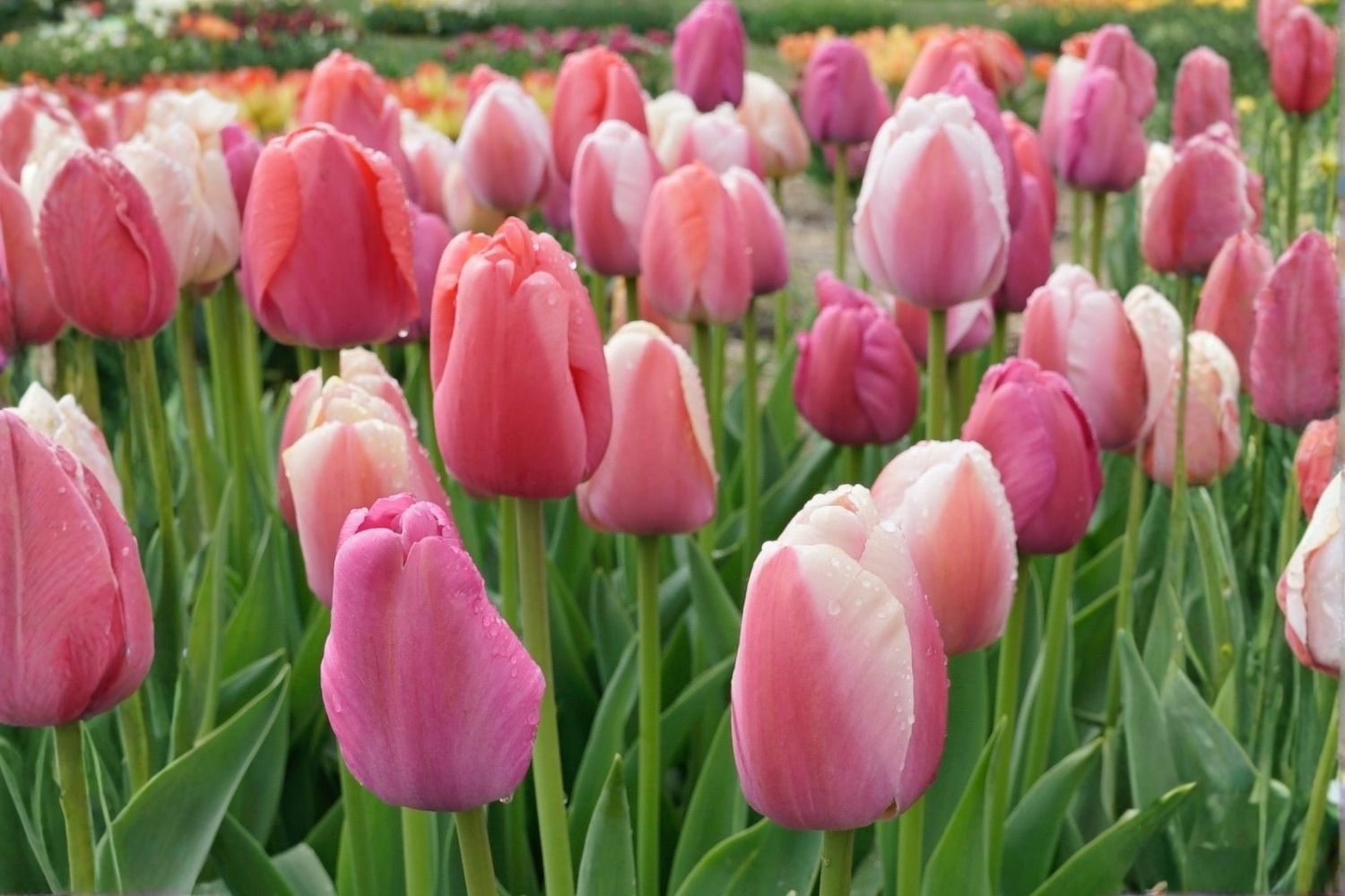 Tulpenmischung 'Candy & Kisses' Garten-Tulpenmischung