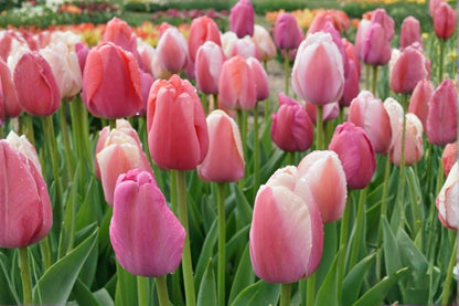 Tulpenmischung 'Candy & Kisses' Garten-Tulpenmischung