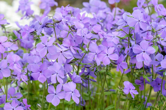Phlox divaricata 'Blue Moon' Garten-Flammenblume