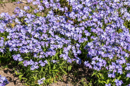 Phlox divaricata 'Blue Moon' (Garten-Flammenblume)
