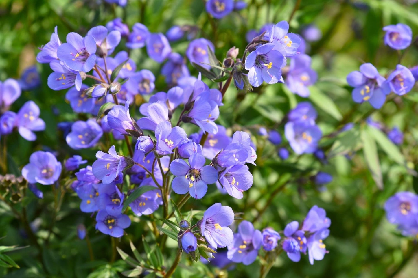 Polemonium 'Heaven Scent' Garten-Jakobsleiter