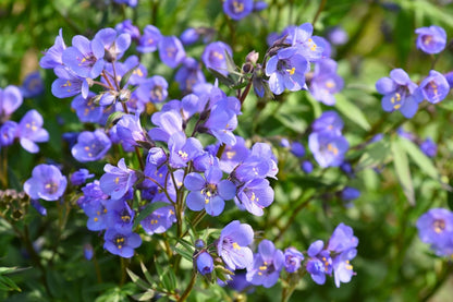 Polemonium 'Heaven Scent' Garten-Jakobsleiter