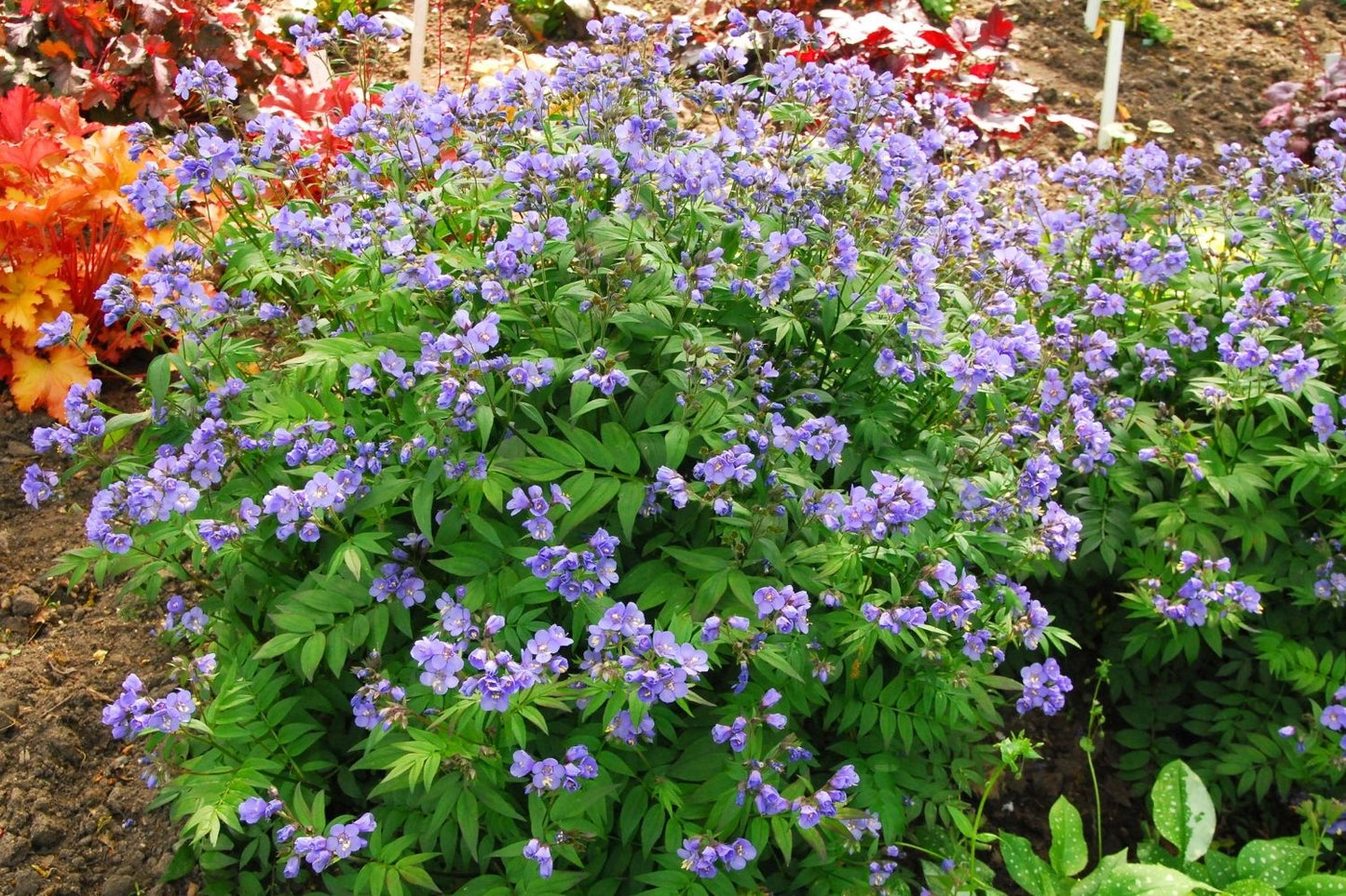 Polemonium 'Heaven Scent' (Garten-Jakobsleiter)