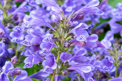 Nepeta 'Blue Planet' Großblumige Katzenminze