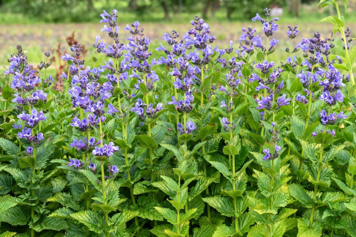 Nepeta 'Blue Planet' (Großblumige Katzenminze)