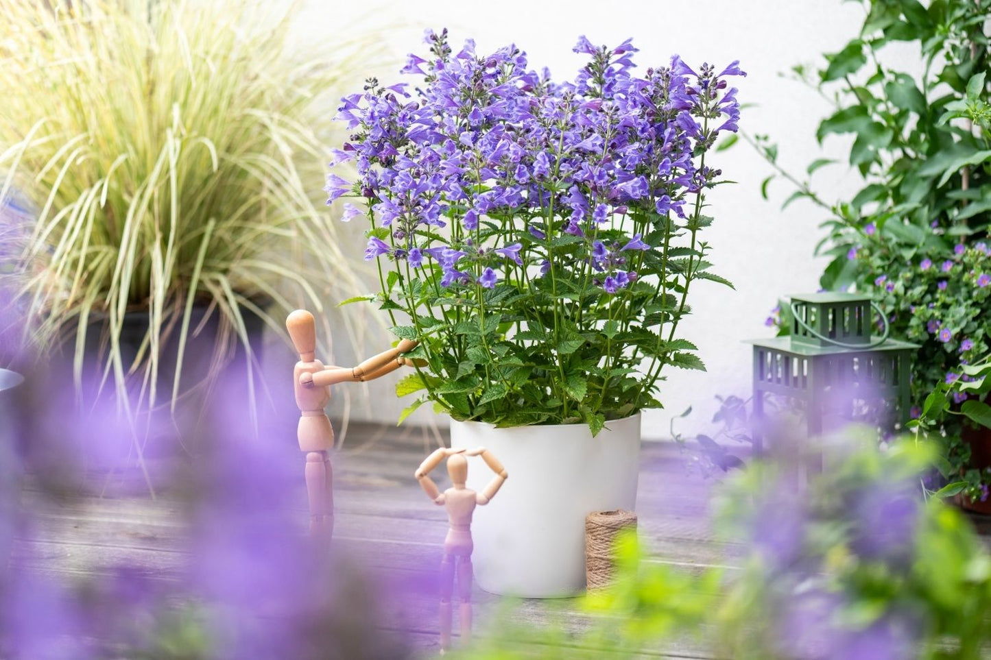 Nepeta 'Blue Planet' (Großblumige Katzenminze)
