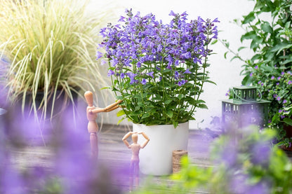 Nepeta 'Blue Planet' (Großblumige Katzenminze)