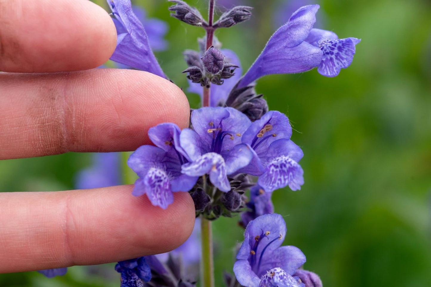 Nepeta 'Blue Planet' (Großblumige Katzenminze)
