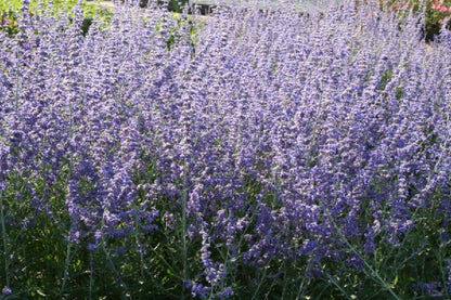 Jubiläumsangebot: Duftende Bienenweide (Kulinarisches Vergnügen für Nützlinge)