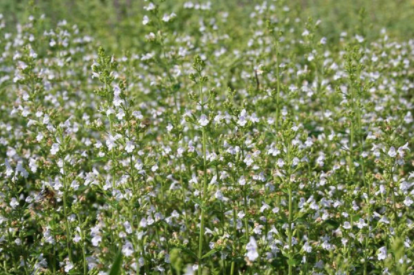 Jubiläumsangebot: Duftende Bienenweide (Kulinarisches Vergnügen für Nützlinge)