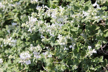 Jubiläumsangebot: Duftende Bienenweide (Kulinarisches Vergnügen für Nützlinge)