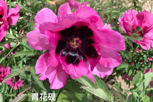 Paeonia rockii 'Qing Hua Yan' Strauchpfingstrose 'Blauer Tintenstein'